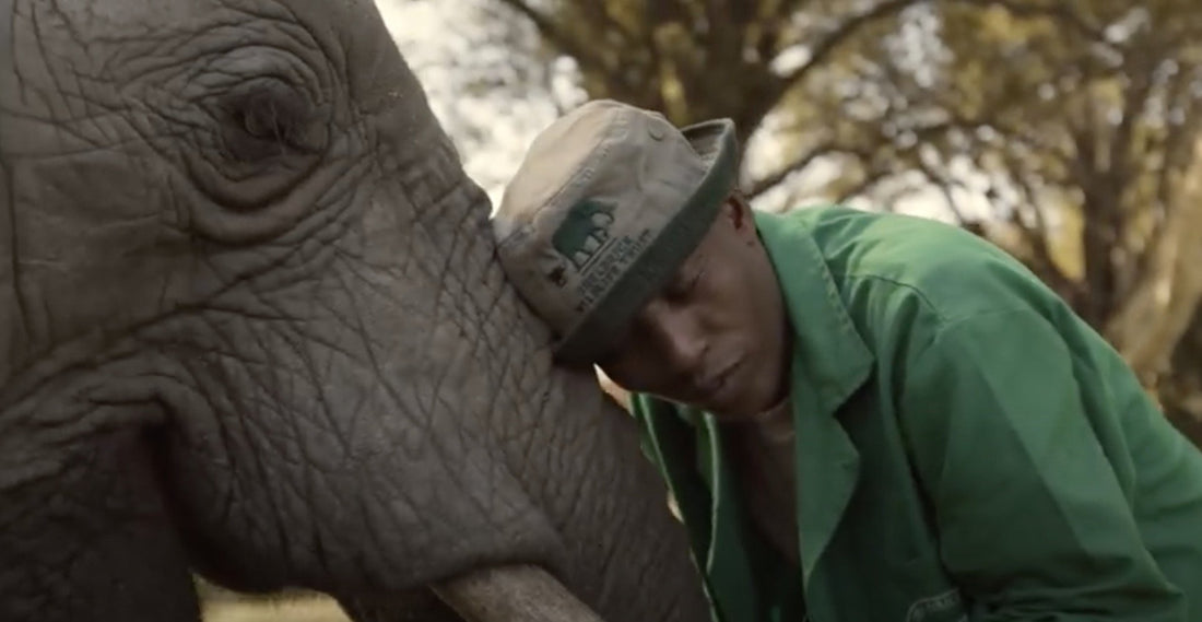 Saving Wild Lives – Securing Wild Spaces