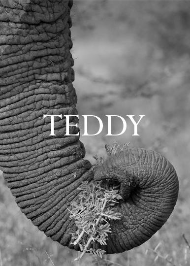Elephant Blog