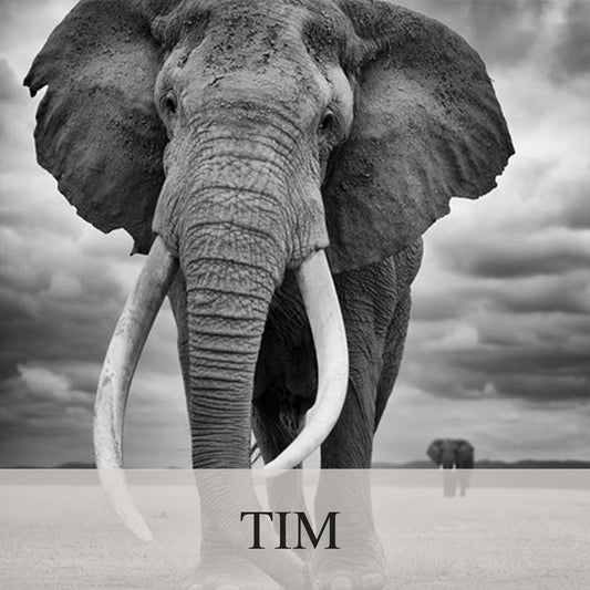 Elephant Blog