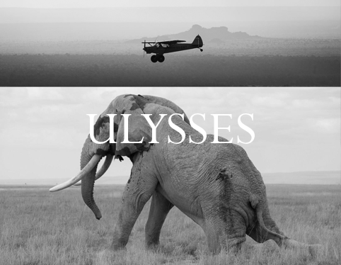 Elephant Blog