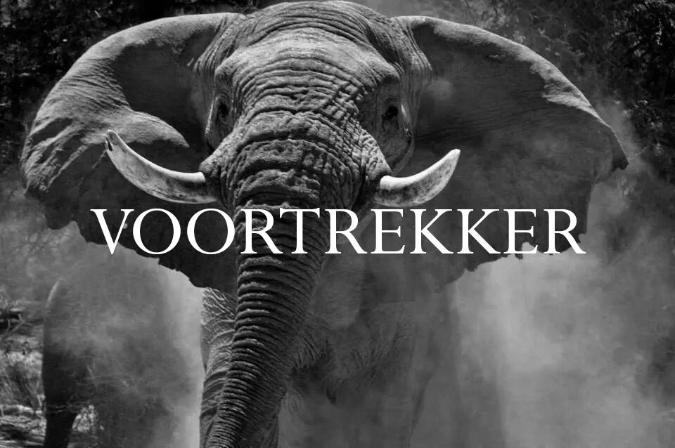 Elephant Blog