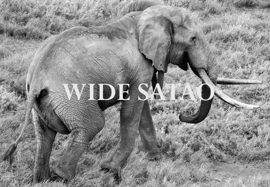 Elephant Blog