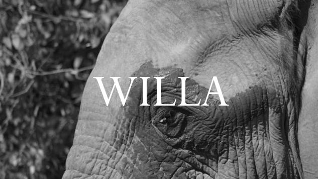 Elephant Blog