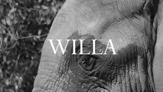 Elephant Blog