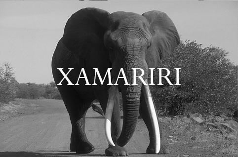Elephant Blog