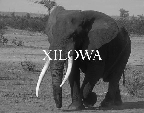 Elephant Blog