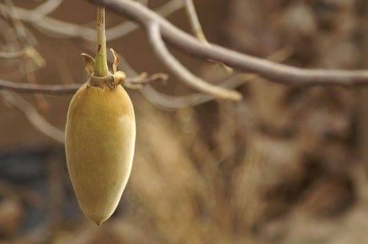 BAOBAB – the wonderfruit from Malawi