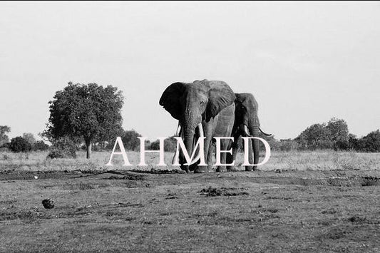Elephant Blog