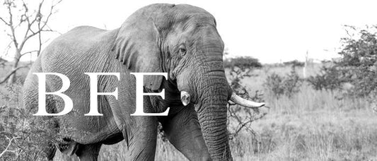 Elephant Blog