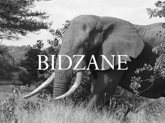 Elephant Blog