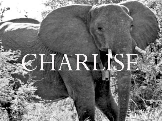 Elephant Blog
