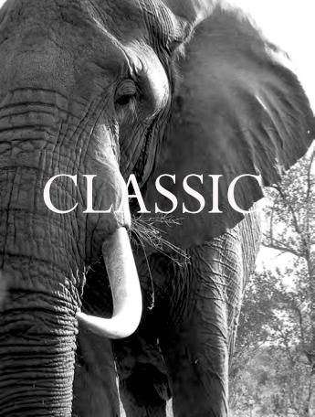Elephant Blog