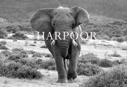 Elephant Blog