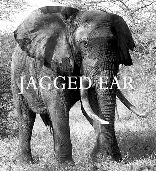 Elephant Blog