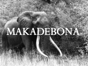 Elephant Blog