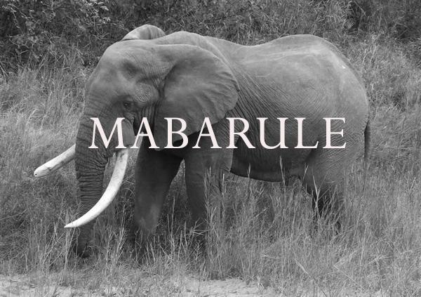 Elephant Blog