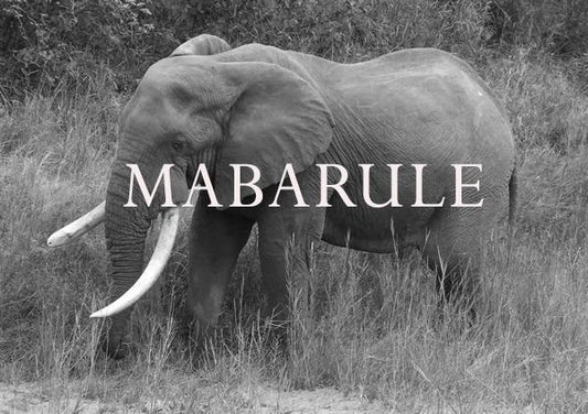 Elephant Blog