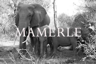 Elephant Blog