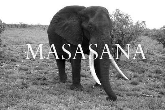 Elephant Blog