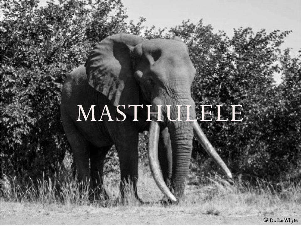 Elephant Blog
