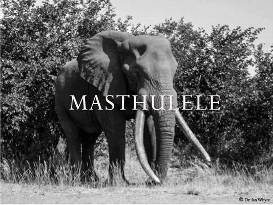 Elephant Blog