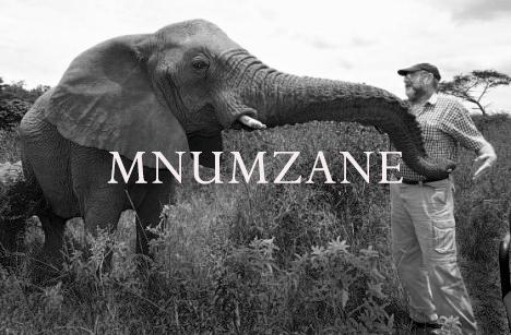 Elephant Blog