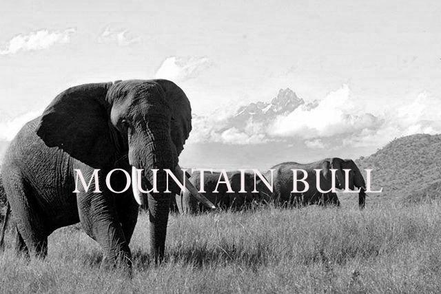 Elephant Blog