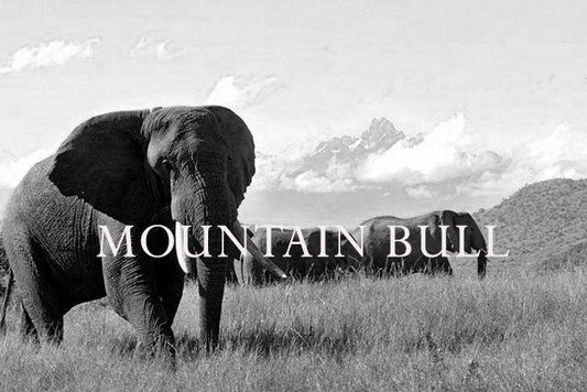 Elephant Blog