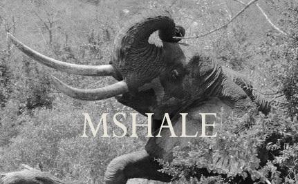 Elephant Blog