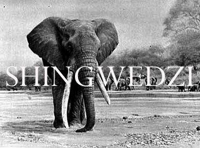 Elephant Blog