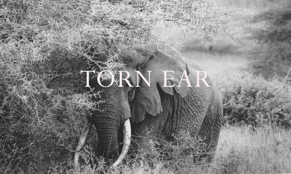 Elephant Blog