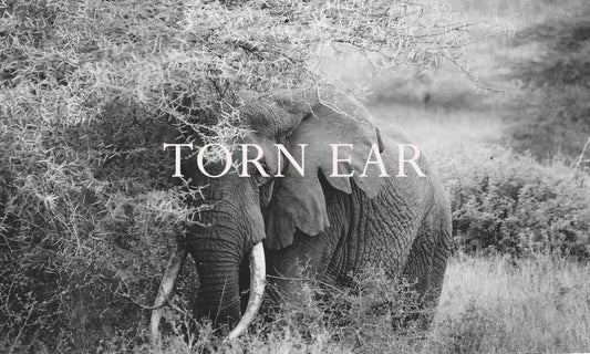 Elephant Blog