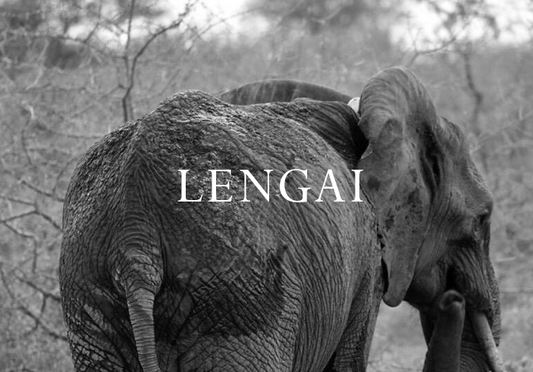 Elephant Blog