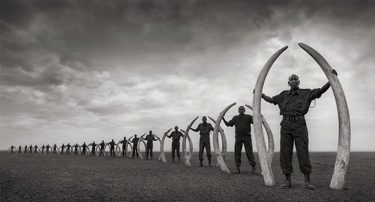 Let’s get some facts straight about Ivory Trafficking.