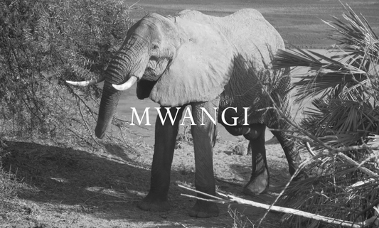 Elephant Blog