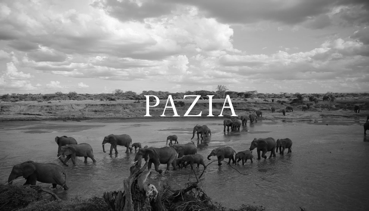 Elephant Blog