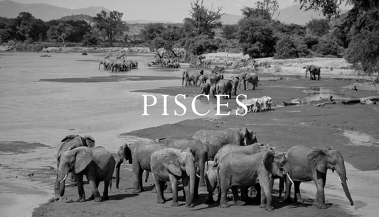 Elephant Blog