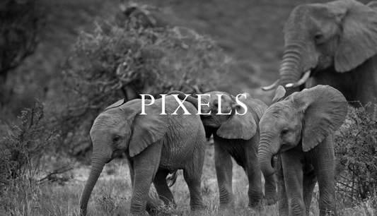Elephant Blog