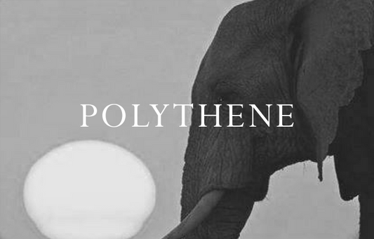 Elephant Blog