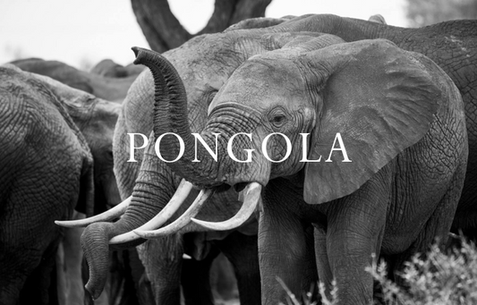 Elephant Blog