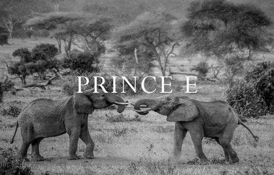 Elephant Blog