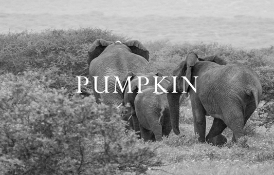 Elephant Blog