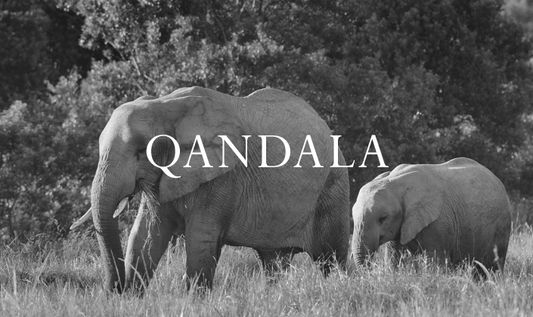 Elephant Blog