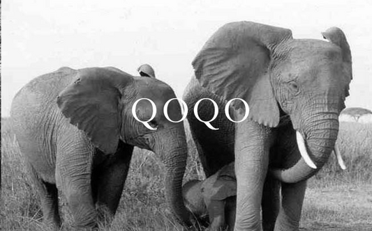 Elephant Blog