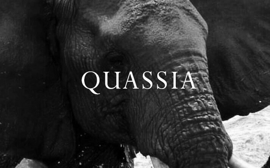 Elephant Blog