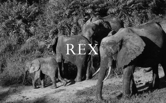 Elephant Blog