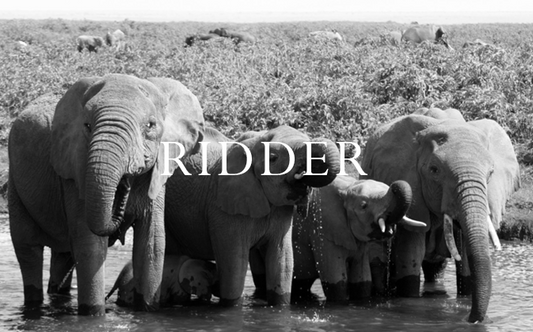 Elephant Blog