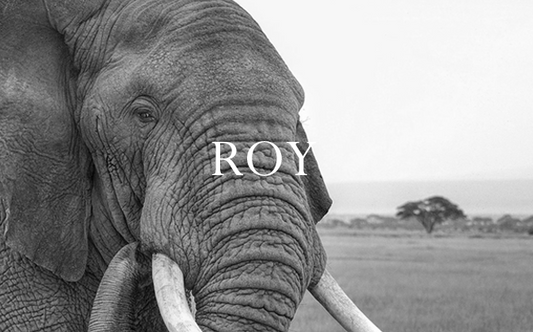 Elephant Blog