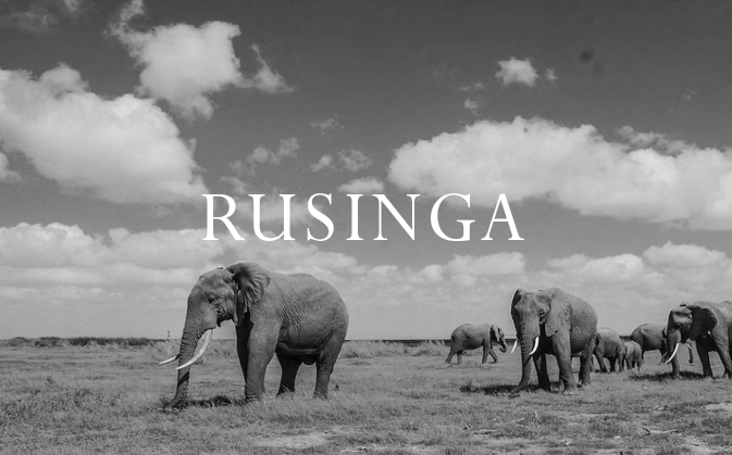 Elephant Blog