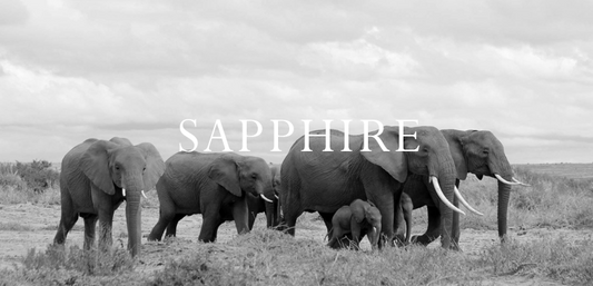 Elephant Blog